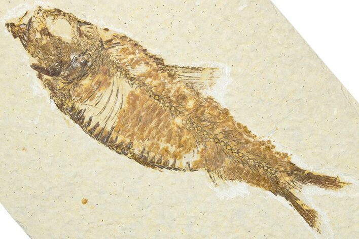 Detailed Fossil Fish (Knightia) - Wyoming #343657